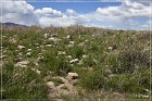 Tsankawi Pueblo