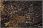 Parowan Gap Petroglyphs