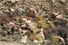 Rochester Creek Rock Art Panel