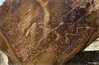 Molen Reef Petroglyphs