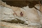 Temple Mountain Pictographs