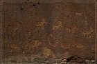 Shay Canyon Petroglyphs