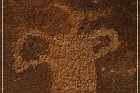 Shay Canyon Petroglyphs