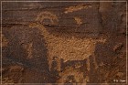 Shay Canyon Petroglyphs