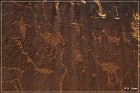 Shay Canyon Petroglyphs