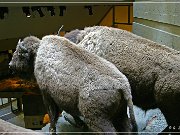 Head Smashed-In Buffalo Jump