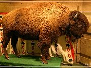 Head Smashed-In Buffalo Jump