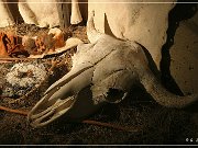 Head Smashed-In Buffalo Jump