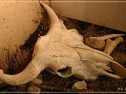 Head Smashed-In Buffalo Jump