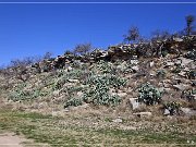 Paint Rock Pictographs