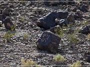 Antelope Hill Petroglyphs