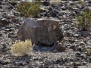 Antelope Hill Petroglyphs