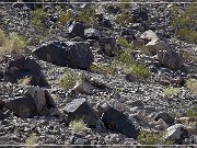 Antelope Hill Petroglyphs