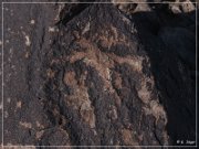 Antelope Hill Petroglyphs