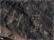 Antelope Hill Petroglyphs