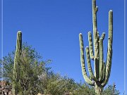 Picture Rocks Petroglyphs