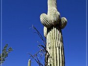 Picture Rocks Petroglyphs