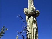 Picture Rocks Petroglyphs