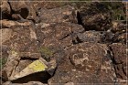 Picture Rocks Petroglyphs