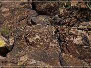 Picture Rocks Petroglyphs