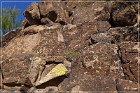 Picture Rocks Petroglyphs
