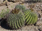 Picture Rocks Petroglyphs