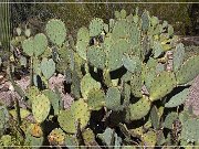 Picture Rocks Petroglyphs