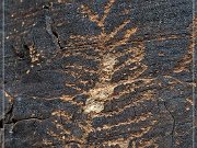 Rock Art Ranch - Petroglyphs