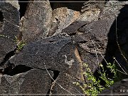 Springerville Petroglyphs