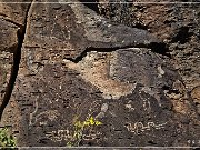 Springerville Petroglyphs