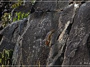 Springerville Petroglyphs