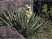 Springerville Petroglyphs