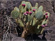 Springerville Petroglyphs