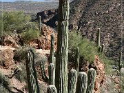 Tonto NM