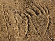 White Mountain Petroglyphs