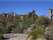 corn springs petroglyphs 01