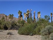 corn springs petroglyphs 02