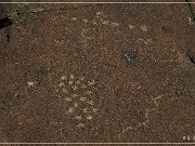 Corn Springs Petroglyphs