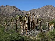 Corn Springs Petroglyphs