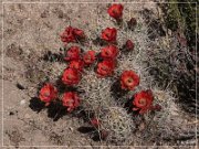 Red Lady Pictographs