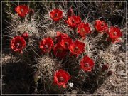 Red Lady Pictographs