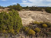 Horseshoe and Hackberry Groups