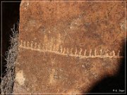 White River Narrows Petroglyphs - Calender Fence Site