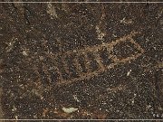 Grapevine Canyon Petroglyphs