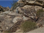 Grapevine Canyon Petroglyphs