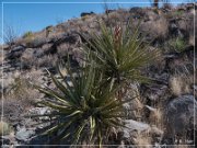 Alamo Mountain Petroglyphs