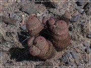 Alamo Mountain Petroglyphs