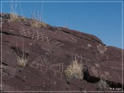 Alamo Mountain Petroglyphs