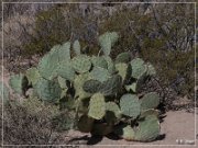 Alamo Mountain Petroglyphs