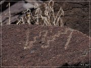 Alamo Mountain Petroglyphs